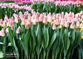 Tulipa Merci (1)